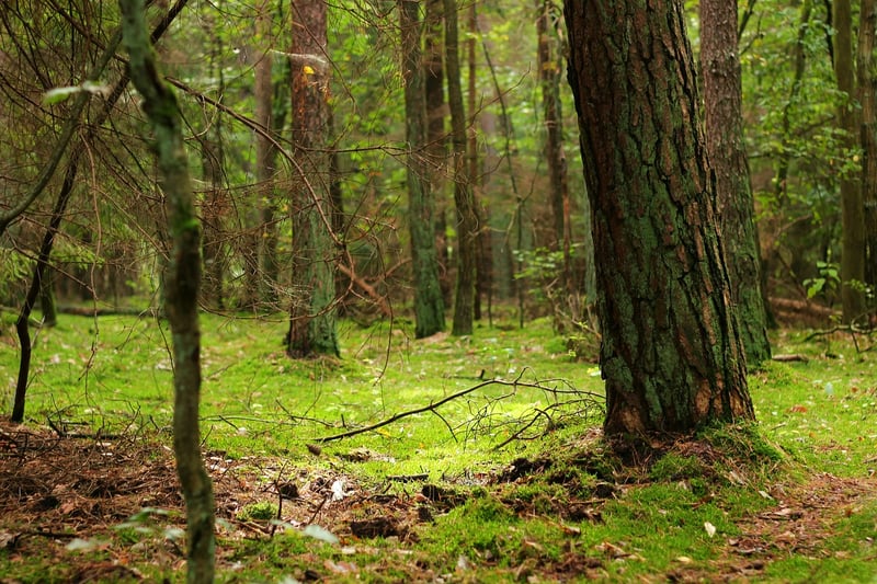 Mystical Grove